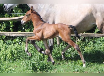 PRE, Merrie, , Donkerbruin