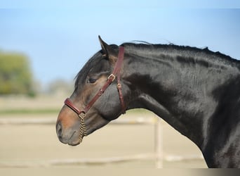PRE, Merrie, , Donkerbruin
