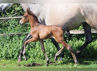 PRE, Merrie, , Donkerbruin