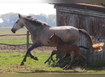 PRE, Merrie, , Donkerbruin