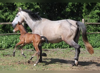 PRE, Merrie, , Donkerbruin