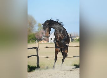PRE, Merrie, , Donkerbruin