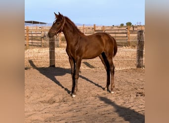 PRE Mix, Merrie, Veulen (02/2025), Donkere-vos