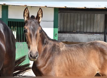 PRE, Merrie, veulen (04/2024), Falbe