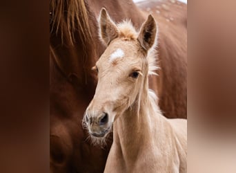 PRE, Merrie, Veulen (02/2026), Palomino