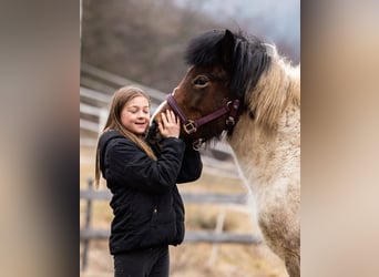 PRE, Merrie, Veulen (02/2026), Palomino