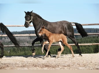 PRE, Merrie, veulen (04/2023), Roodbruin