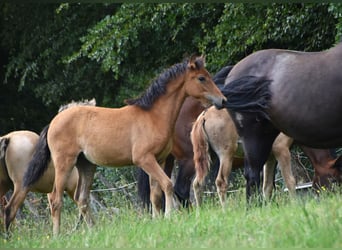 PRE, Merrie, veulen (04/2023), Roodbruin