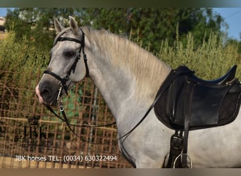 PRE Mix, Ogier, 10 lat, 158 cm, Siwa