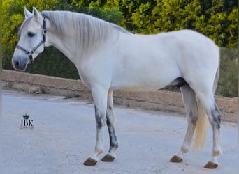 PRE Mix, Ogier, 10 lat, 158 cm, Siwa