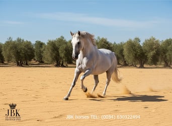 PRE Mix, Ogier, 10 lat, 158 cm, Siwa