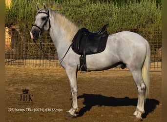 PRE Mix, Ogier, 10 lat, 158 cm, Siwa