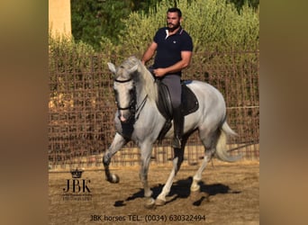 PRE Mix, Ogier, 10 lat, 158 cm, Siwa