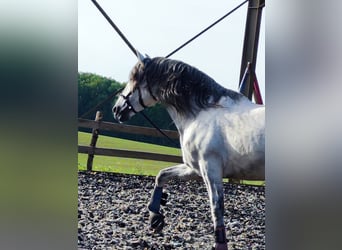 PRE Mix, Ogier, 10 lat, 160 cm, Siwa
