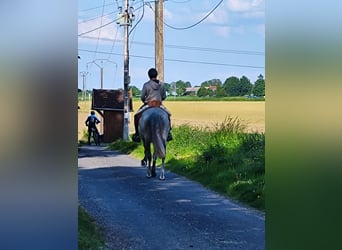 PRE Mix, Ogier, 10 lat, 160 cm, Siwa