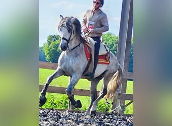 PRE Mix, Ogier, 10 lat, 160 cm, Siwa