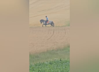 PRE Mix, Ogier, 10 lat, 160 cm, Siwa