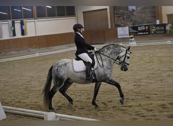 PRE Mix, Ogier, 10 lat, 161 cm, Siwa jabłkowita