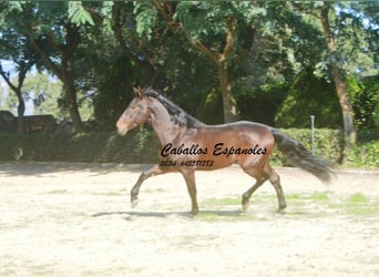 PRE Mix, Ogier, 10 lat, 165 cm, Gniada