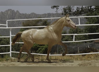 PRE Mix, Ogier, 10 lat, 167 cm, Perlino