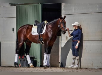 PRE, Ogier, 10 lat, 168 cm, Gniada