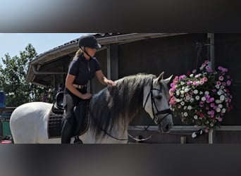 PRE Mix, Ogier, 10 lat, 173 cm, Siwa