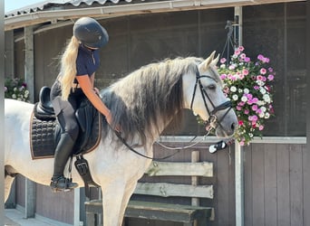 PRE Mix, Ogier, 10 lat, 173 cm, Siwa