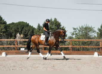 PRE, Ogier, 10 lat, 174 cm, Ciemnogniada