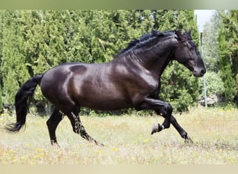 PRE Mix, Ogier, 10 lat, 179 cm, Kara