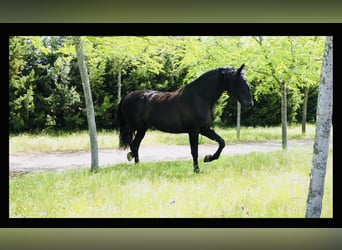 PRE Mix, Ogier, 10 lat, 179 cm, Kara
