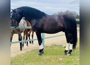 PRE Mix, Ogier, 10 lat, 179 cm, Kara