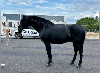 PRE Mix, Ogier, 10 lat, 179 cm, Kara