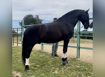 PRE Mix, Ogier, 10 lat, 179 cm, Kara