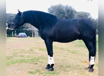 PRE Mix, Ogier, 10 lat, 179 cm, Kara