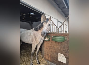 PRE Mix, Ogier, 11 lat, 160 cm, Siwa w hreczce
