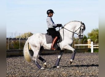 PRE Mix, Ogier, 11 lat, 165 cm, Siwa