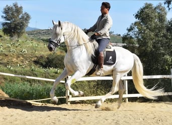 PRE, Ogier, 11 lat, 166 cm, Siwa