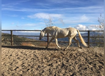 PRE, Ogier, 11 lat, 168 cm, Siwa