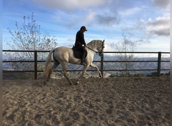 PRE, Ogier, 11 lat, 168 cm, Siwa