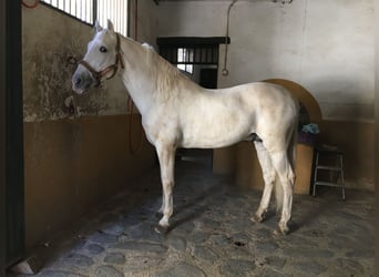 PRE, Ogier, 11 lat, 168 cm, Siwa