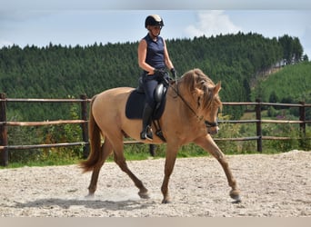 PRE Mix, Ogier, 11 lat, 171 cm, Perłowa