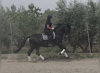 PRE Mix, Ogier, 11 lat, 173 cm, Kara