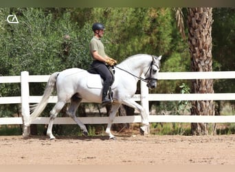 PRE, Ogier, 12 lat, 161 cm, Siwa