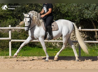 PRE Mix, Ogier, 12 lat, 162 cm, Biała