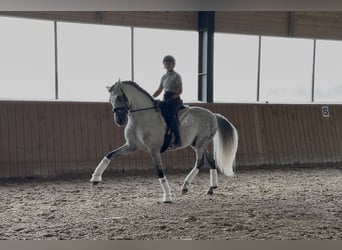 PRE, Ogier, 12 lat, 164 cm, Siwa