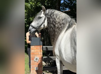 PRE, Ogier, 12 lat, 164 cm, Siwa