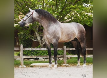 PRE Mix, Ogier, 12 lat, 173 cm, Siwa