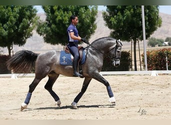 PRE Mix, Ogier, 12 lat, 173 cm, Siwa