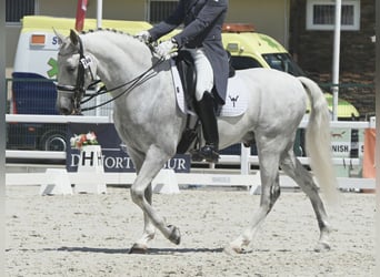 PRE Mix, Ogier, 13 lat, 162 cm, Siwa