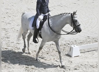 PRE Mix, Ogier, 13 lat, 162 cm, Siwa